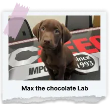 Max Chocolate Lab